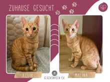 MALINA, Katze, Europäisch Kurzhaar in Rumänien