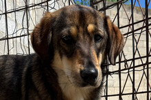 XENIA, Hund, Mischlingshund in Kroatien