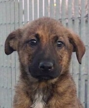 DIEGO, Hund, Mischlingshund in Italien