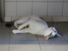 INO, Katze, Europäisch Kurzhaar in Hamburg