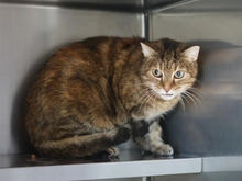 MARLIES, Katze, Europäisch Kurzhaar in Hamburg