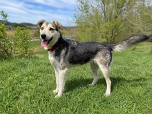 GABY, Hund, Mischlingshund in Slowakische Republik