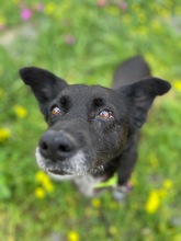 MAX, Hund, Mischlingshund in Springe