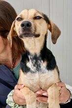 KALEA, Hund, Mischlingshund in Griechenland