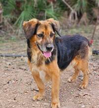 AXEL, Hund, Mischlingshund in Spanien