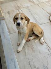 ALMA, Hund, Mischlingshund in Griechenland