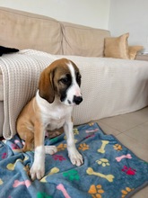 NOON, Hund, Mischlingshund in Griechenland