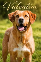 VALENTIM, Hund, Mischlingshund in Portugal