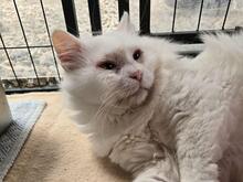 BIGIO, Katze, Langhaarkatze in Sehnde