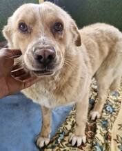 HUGO, Hund, Mischlingshund in Rumänien