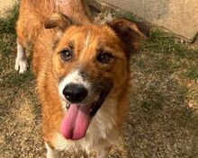 SCHNUCKE, Hund, Mischlingshund in Rösrath