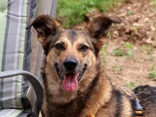 LOKI, Hund, Mischlingshund in Lauffen