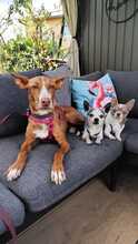 LINDA, Hund, Podenco in Pirna