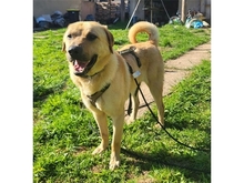 ELMO, Hund, Mischlingshund in Nonnweiler