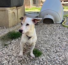 ZOE, Hund, Jack-Russel-Mischling in Italien