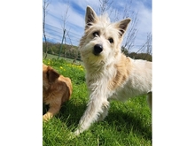 LUMI, Hund, Mischlingshund in Usingen