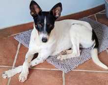 CHAPO, Hund, Ratonero Bodeguero Andaluz-Mix in Grünstadt