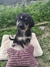 WHOOPI, Hund, Mischlingshund in Bulgarien