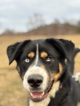 ASKAR, Hund, Mischlingshund in Rumänien