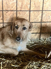 FANNY, Hund, Mischlingshund in Rumänien
