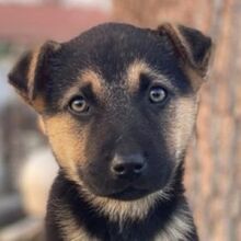 HEIDI, Hund, Mischlingshund in Griechenland