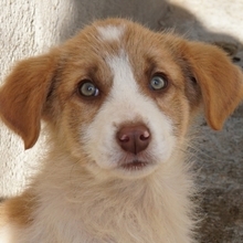 JOSEFINE, Hund, Mischlingshund in Griechenland