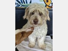 CHANEL, Hund, Mischlingshund in Spanien