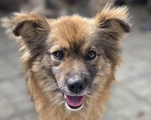 RAYA, Hund, Mischlingshund in Rumänien