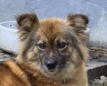 RAYA, Hund, Mischlingshund in Leichlingen