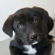 JULA, Hund, Mischlingshund in Griechenland