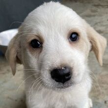 KATY, Hund, Mischlingshund in Griechenland