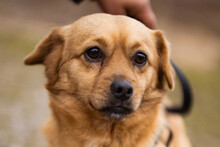 KURTI, Hund, Mischlingshund in Kroatien