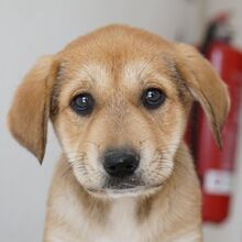 KRISSY, Hund, Mischlingshund in Griechenland