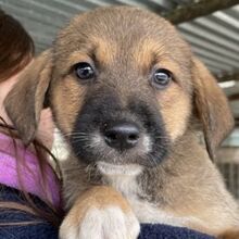 MUCKI, Hund, Mischlingshund in Griechenland