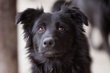 FILOU, Hund, Mischlingshund in Kroatien