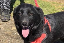 LUCY, Hund, Mischlingshund in Kroatien