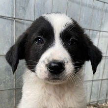 NOVA, Hund, Mischlingshund in Griechenland