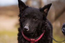 MAXIMA, Hund, Kroat. Schäferhund-Mischling in Kroatien