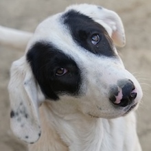 PINOTAGE, Hund, Mischlingshund in Griechenland