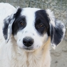 SAUVIGNONBLANC, Hund, Mischlingshund in Griechenland