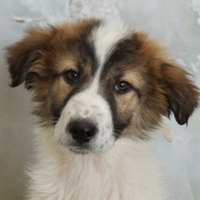 VERA, Hund, Mischlingshund in Griechenland