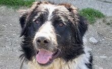PICOLINO, Hund, Mischlingshund in Dresden