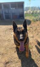 BLACK, Hund, Deutscher Schäferhund-Mix in Slowakische Republik