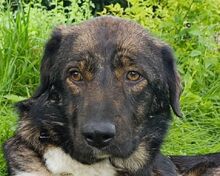 NICO, Hund, Mischlingshund in Neunkirchen-Seelscheid