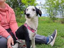 YUNNA, Hund, Mischlingshund in Zorneding