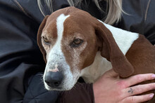 KLEPPO, Hund, Jagdhund-Mix in Kroatien