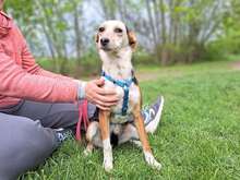 YUKKA, Hund, Collie Kurzhaar-Mix in Ungarn