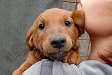 TINI, Hund, Jack Russell Terrier-Mischling in Kroatien