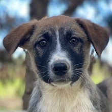 CALIBRI, Hund, Mischlingshund in Griechenland