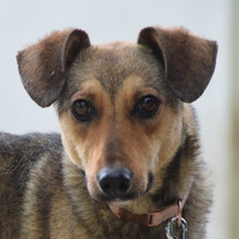 MELANGE, Hund, Mischlingshund in Ungarn